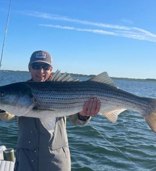 Striped Bass in Massachusetts